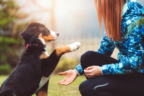 Top tips for training new puppies