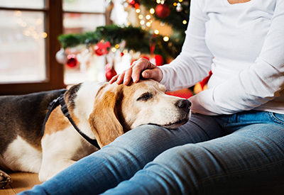 The best products you need for your senior pet this Christmas