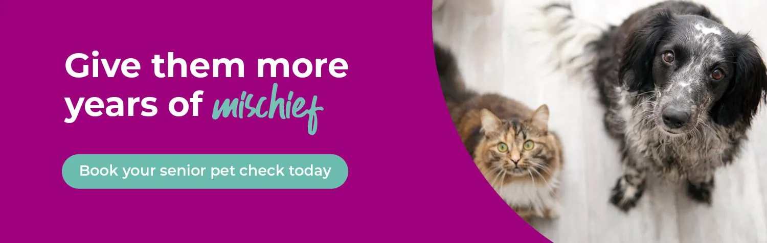 Vets in Worcester | Referral Consultations | Dog Hydrotherapy