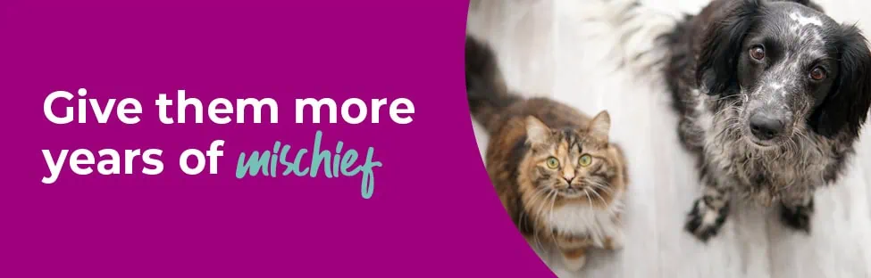 Senior Pets