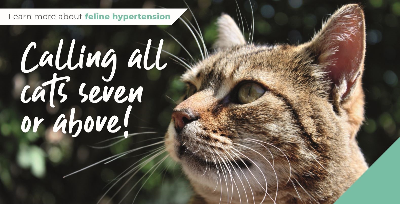 Calling all cats aged seven and above