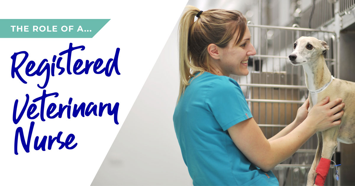 The role of a Registered Veterinary Nurse in Worcester