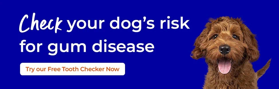 Dog Dental Care in Brentknoll