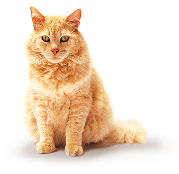 Ginger cat, Benefits of registering your pet