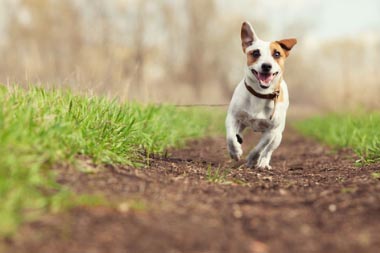 Flea and Worm Treatment For Your Dog Brentknoll Vets in Whittington Worcester