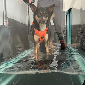 hydrotherapy dog 4