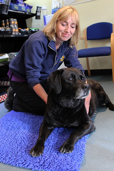 manipulation worcester brentknoll vets