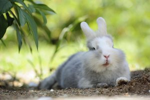 Image result for cool rabbit