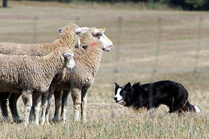 Image result for sheep dog