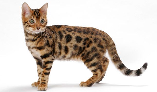 Image result for bengal cat