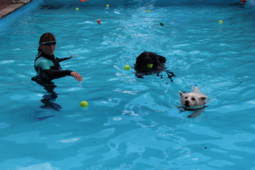 Brentknoll vets dog pool party 6