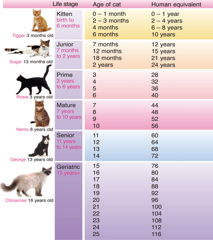 Feline Life Stage calculator, brentknoll vets, worcester