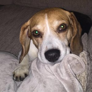 Millie the beagle with ruptured cruciate