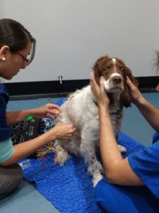 brentknoll-acupuncture-worcester-vets-dogs-animals