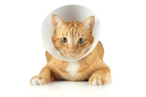 brentknoll vets cat cone insurance worcester