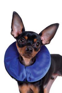 brentknoll, vets, dog, cone, collar, worcester, insurance