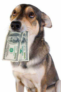 brentknoll vets, insurance, dog, money