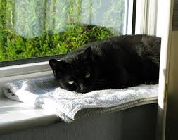 cat sunbathing in window, brentknoll vet, worcester