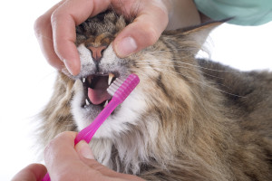 cat, dental, brentknoll, vets, worcester