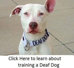 deaf dog brentknoll vets