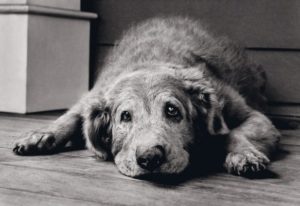 dog, cat, pets, veterinary, vet, Worcester, euthanasia