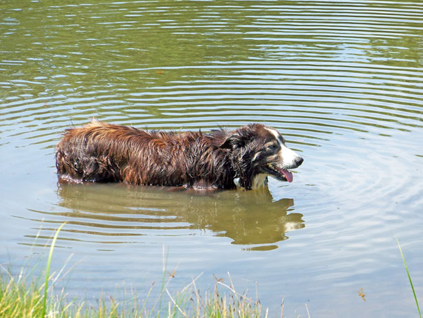 Image result for dog in pond
