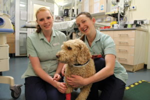 The 'Glamorous' Life of a Brentknoll Vet Nurse