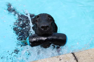 Dog Pool Party at Brentknoll Vets