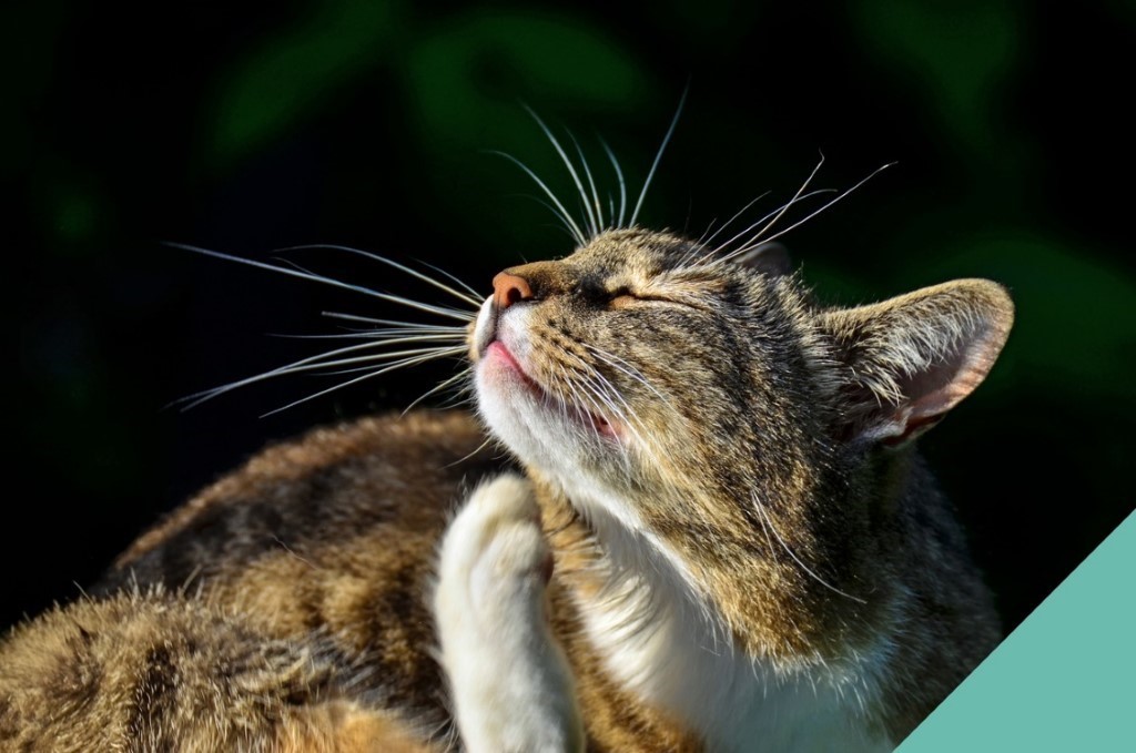 Tick, flea, and worm prevention for cats