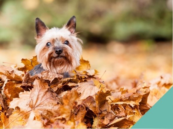 Keeping your pet safe this autumn in Worcester