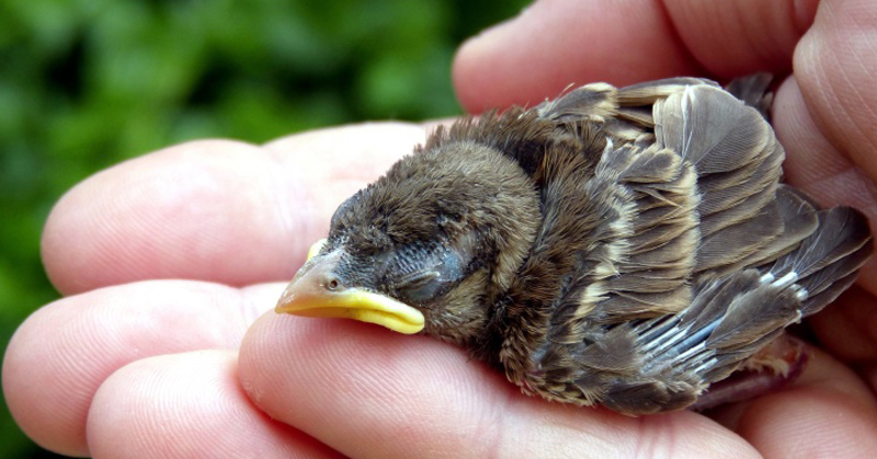 I've found a baby bird, should I bring it to the Vets?