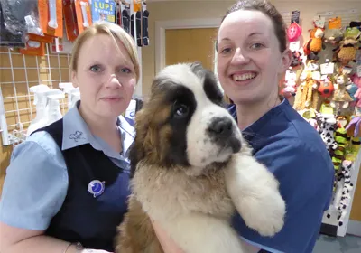 Beethoven takes over Brentknoll Vets