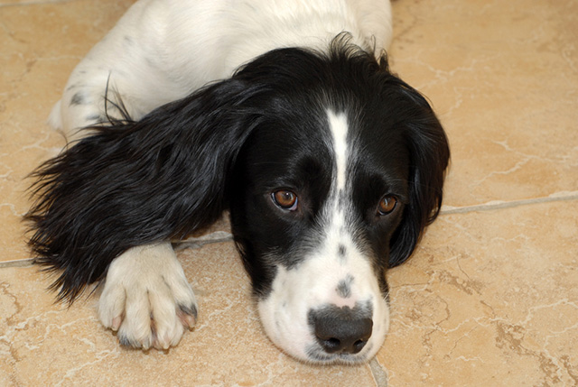 Dog behaviour... the dos and don'ts