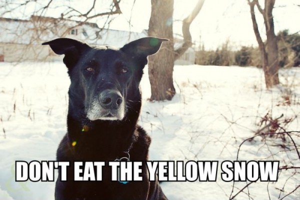 Avoid unexpected vet visits with Brentknoll's Winter safety tips