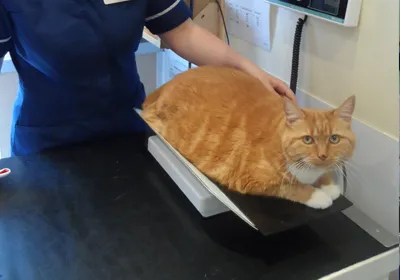 New Year Resolutions for Your Pet