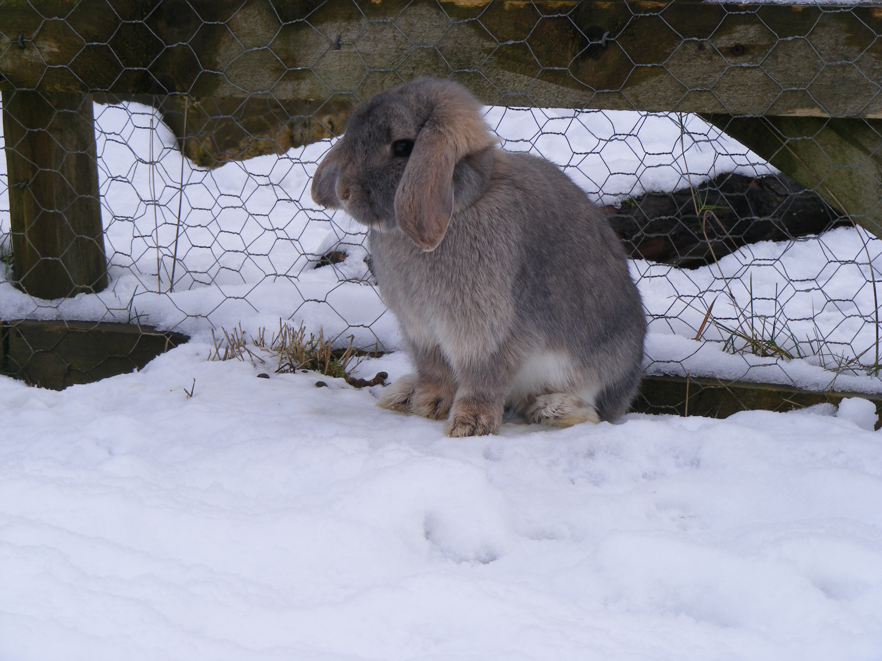 Brentknoll Vets will get your Rabbit ready for Winter