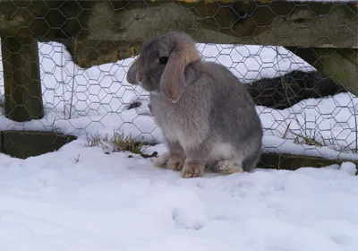 Brentknoll Vets will get your Rabbit ready for Winter