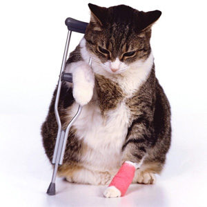 injured, cat, brentknoll, vets, worcester, insurance