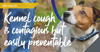 Brentknoll Vets in Worcester explain kennel cough myths and facts