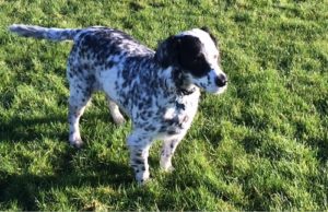 patch, weight loss, brentknoll, vets, worcester, hydrotherapy