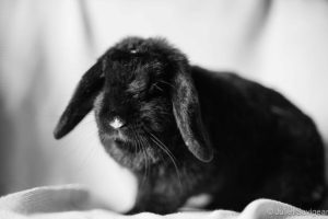 rabbit, brentknoll, veterinary, centre, worcester, euthanasia