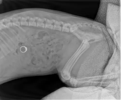 x ray showing engagement ring in dogs stomach after swalling it