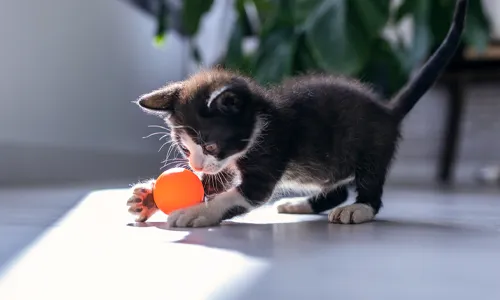 Kitten Advice