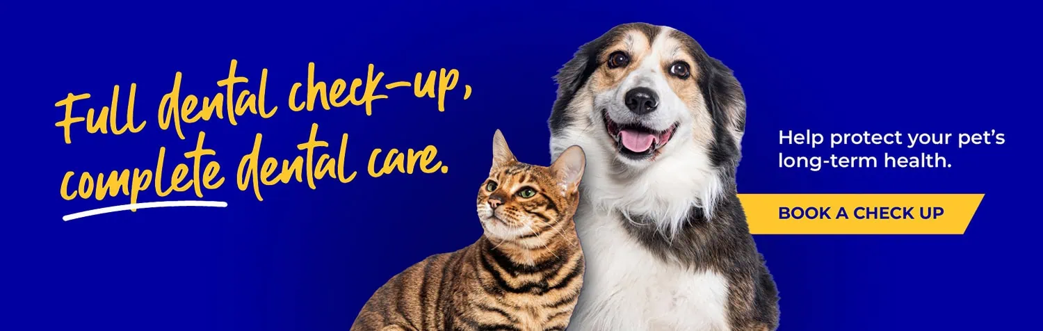 Vets in Worcester | Referral Consultations | Dog Hydrotherapy