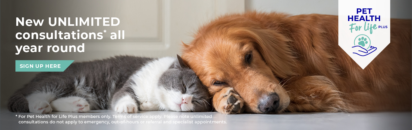 Vets in Worcester | Referral Consultations | Dog Hydrotherapy