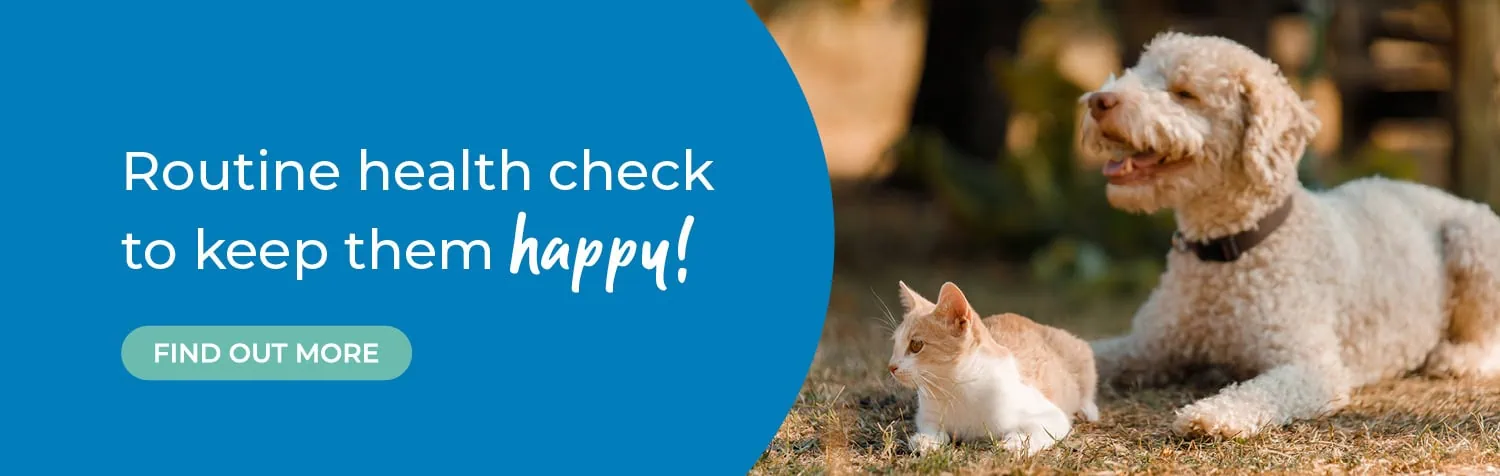 Vets in Worcester | Referral Consultations | Dog Hydrotherapy