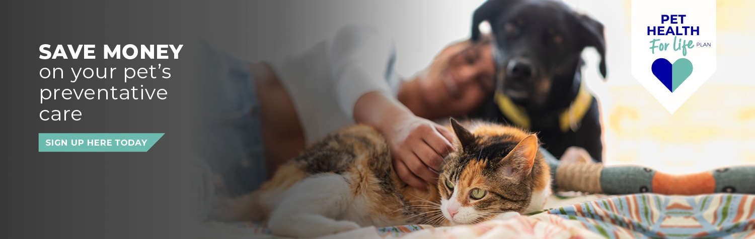 Vets in Worcester | Referral Consultations | Dog Hydrotherapy