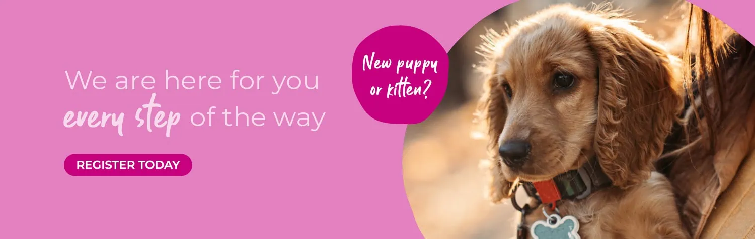 Vets in Worcester | Referral Consultations | Dog Hydrotherapy