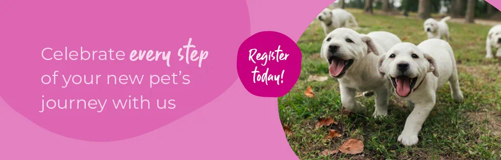 Start of Life for Your Puppy or Kitten