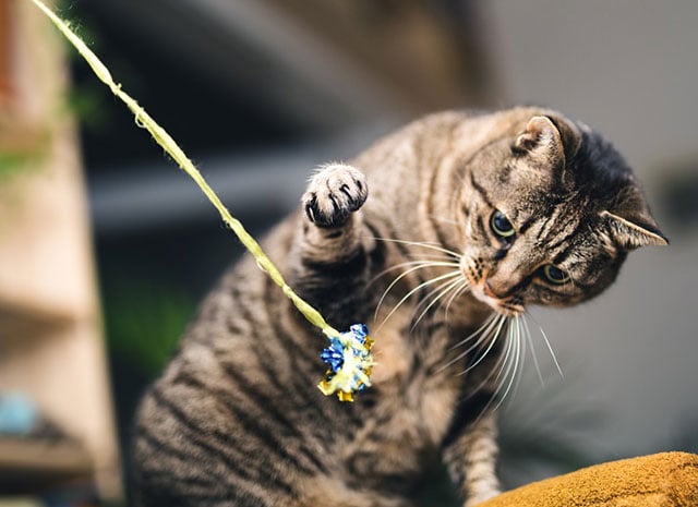 Diabetes in cats - What you need to know